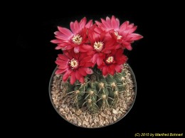 Gymnocalycium baldianum 1464